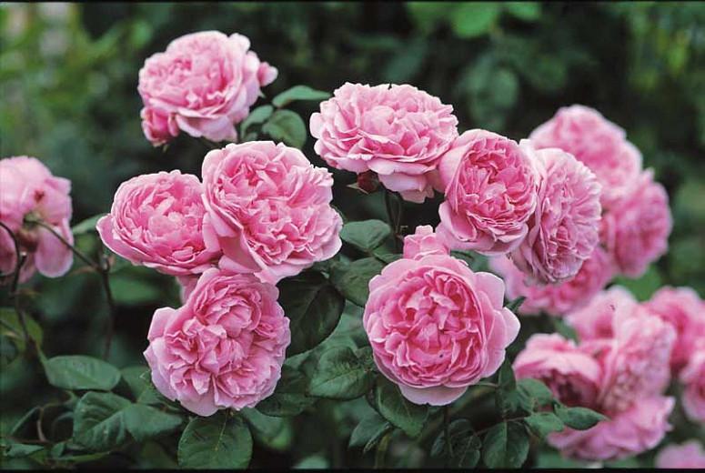 Rosa Bishop's Castle, Rosa Bishop's Castle, English Rose Bishop's Castle, David Austin Rose, English Rose, Fragrant roses, Shrub roses, pink roses